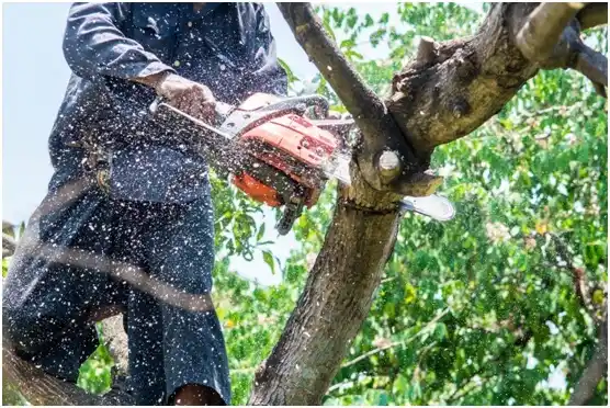 tree services Oshkosh